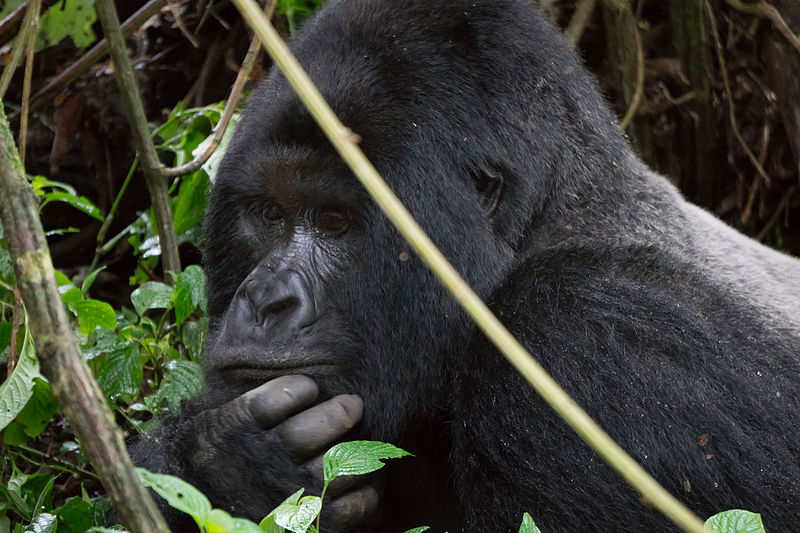 mountain_gorilla