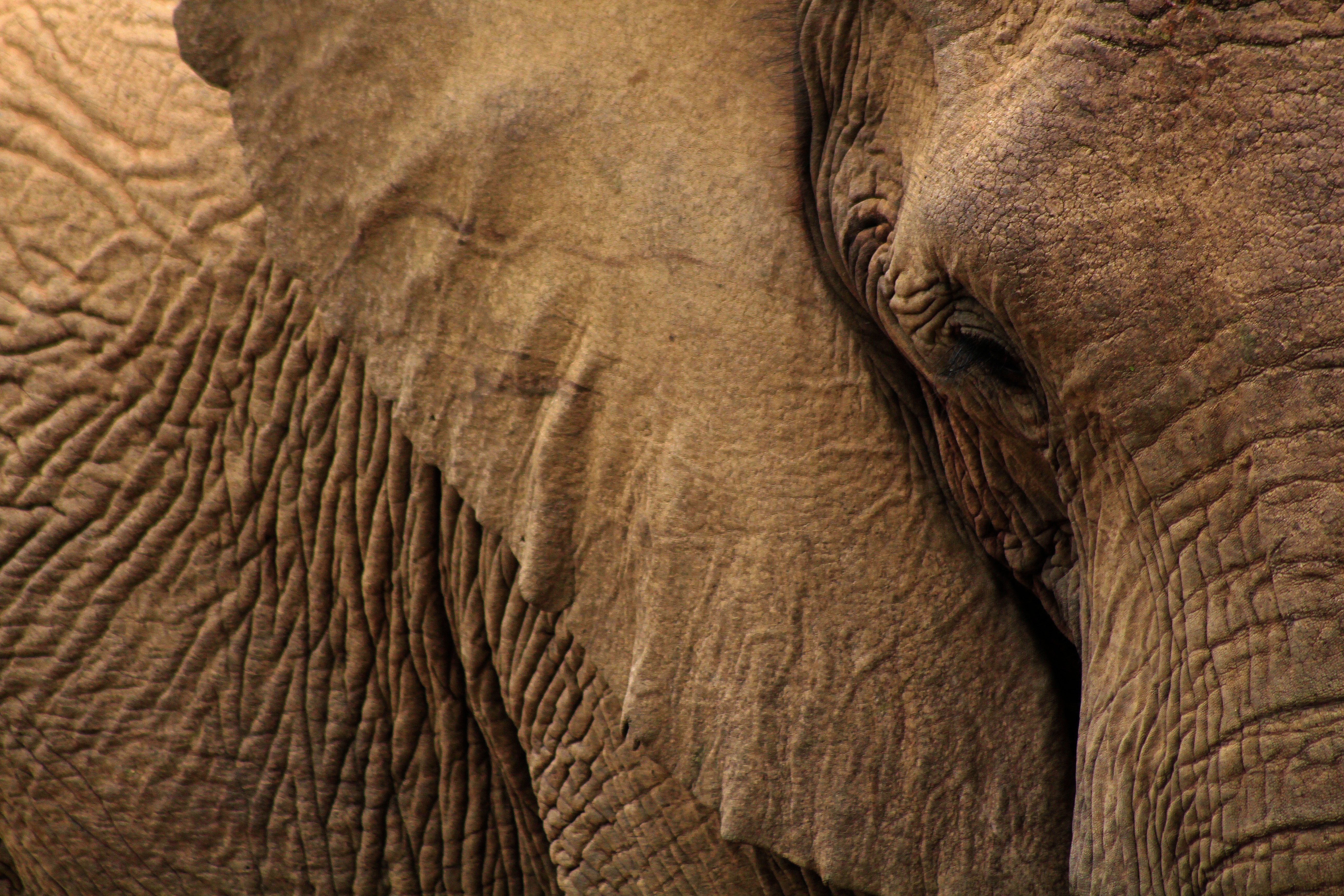 southafrican_elephant